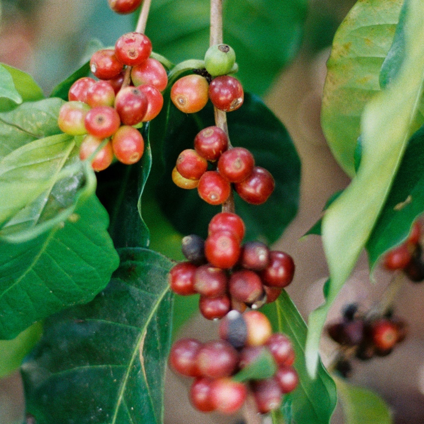 Edmonton Workspace Coffee Subscription - Twice A Month Delivery