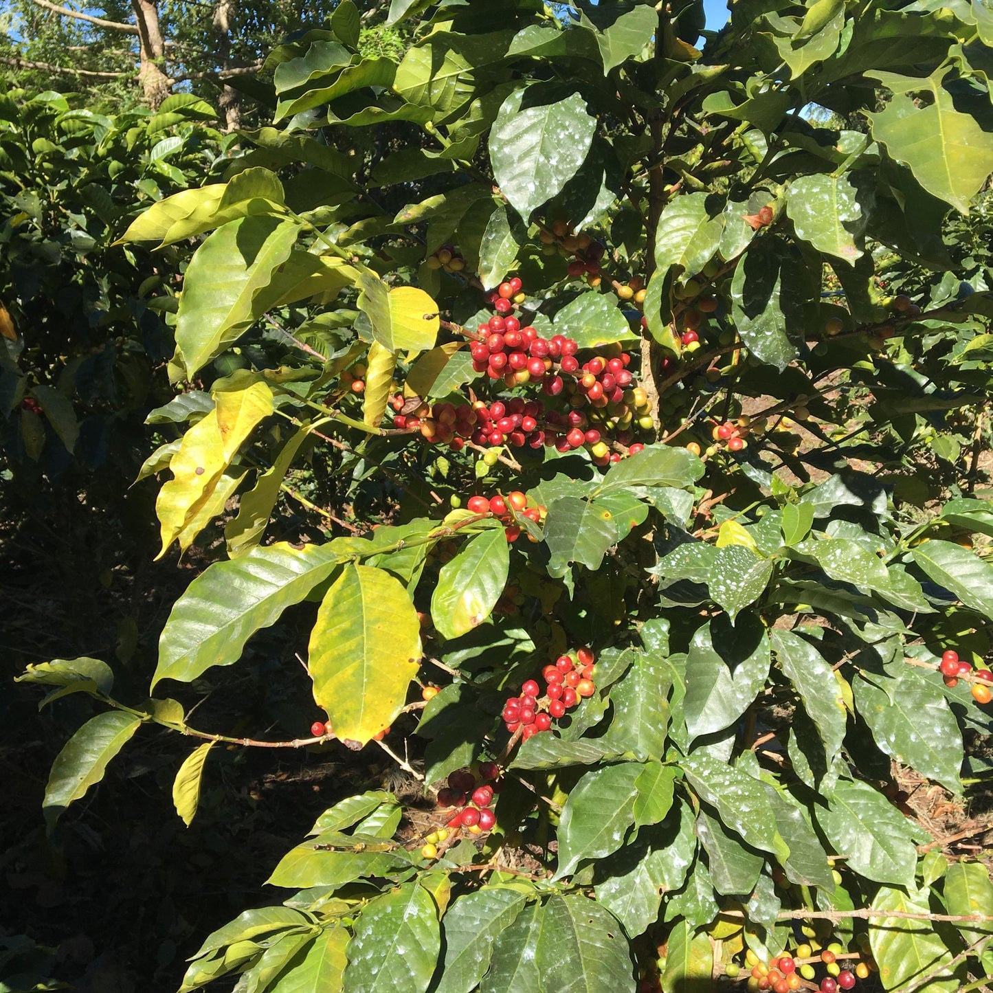 Edmonton Workspace Coffee Subscription - Twice A Month Delivery