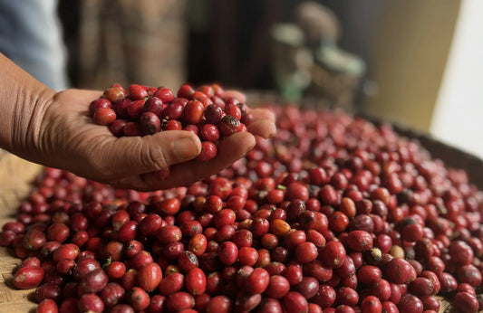 Meet Our First Coffee from Madagascar! 🇲🇬