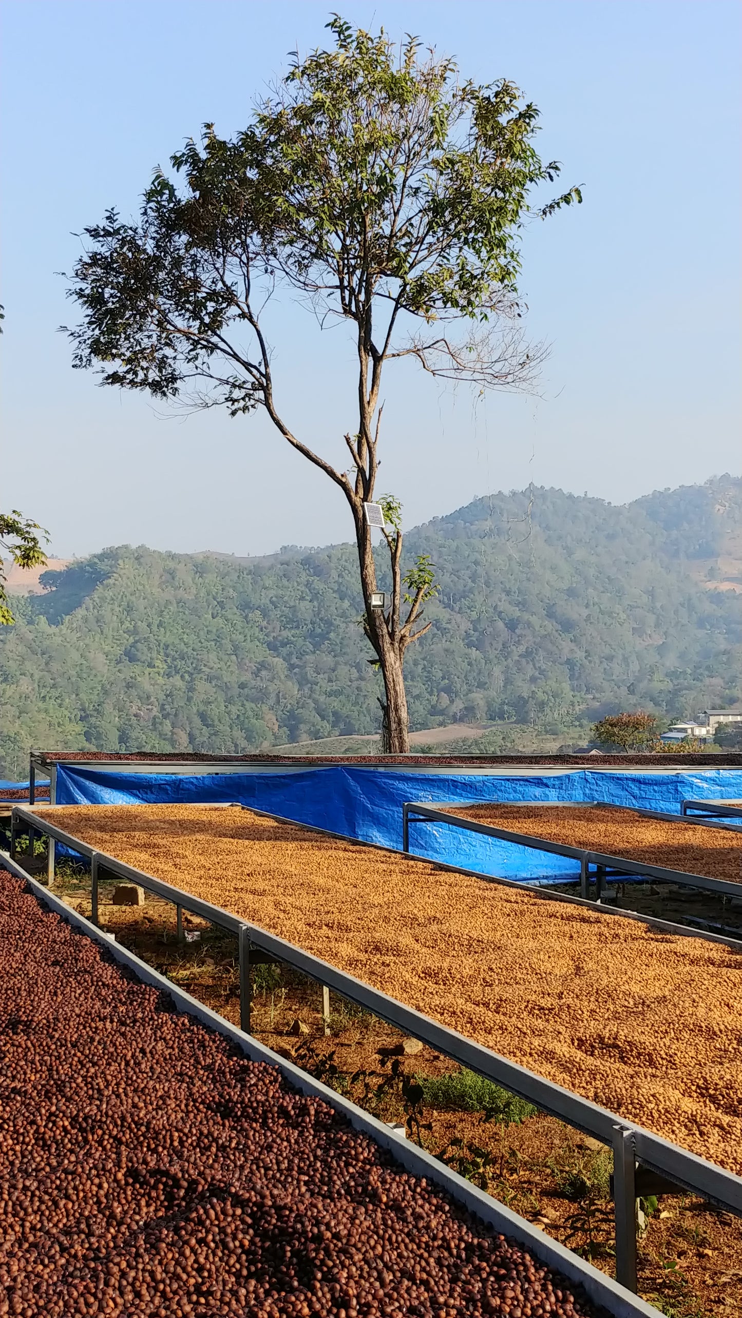 Thailand - Sirinya Farm |  Slow-dried Natural