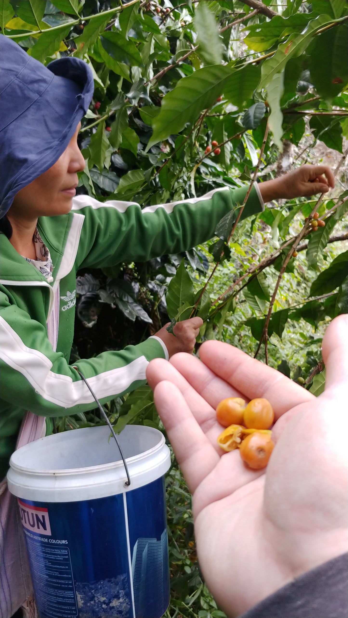 Thailand - Karen Farm | Natural