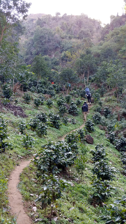 Myanmar - Ta Ngo Village Lot #84 | Catuai - Washed - Archived