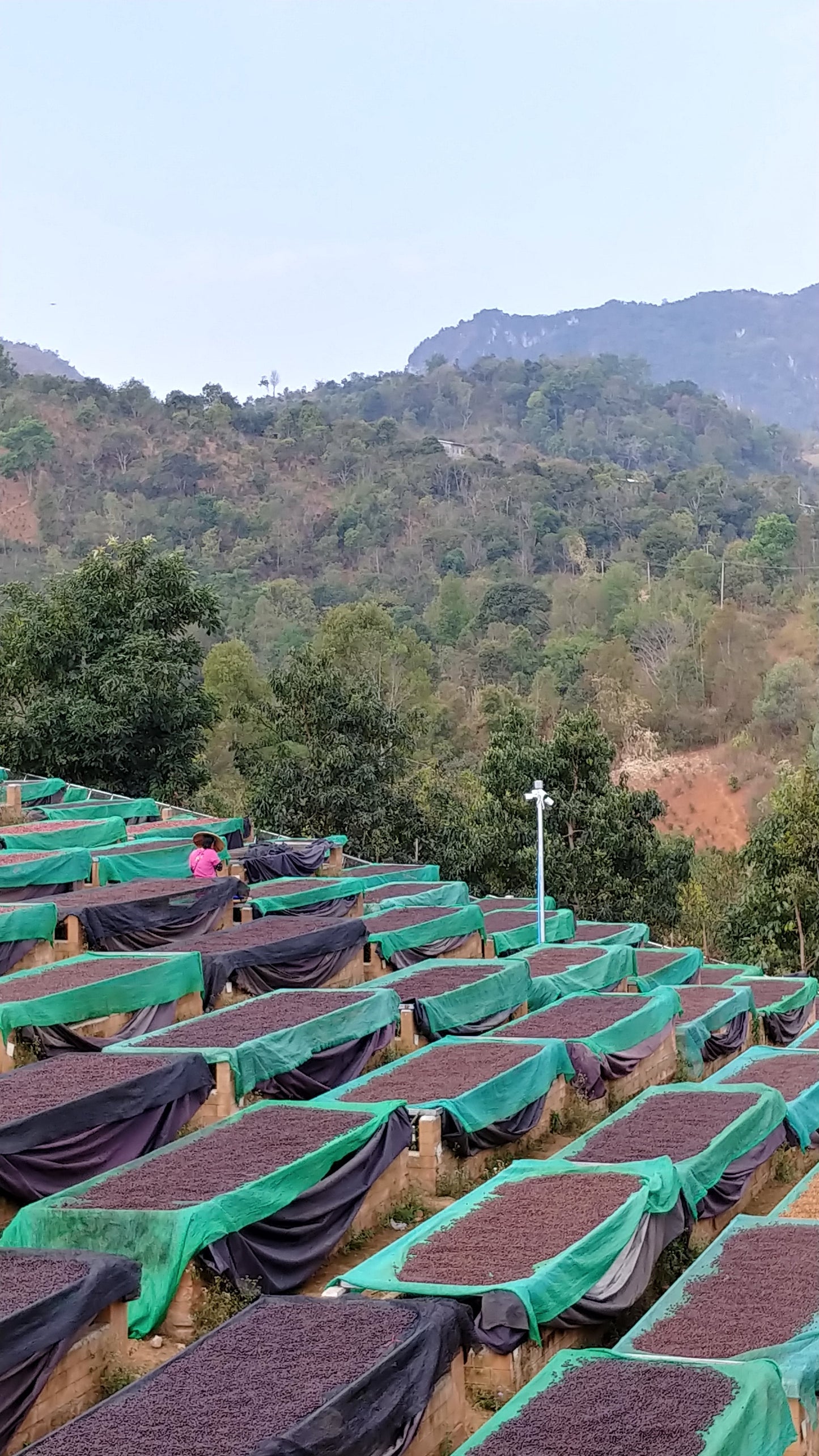 Myanmar - Behind The Leaf | Wa Lee Village - Anaerobic Honey