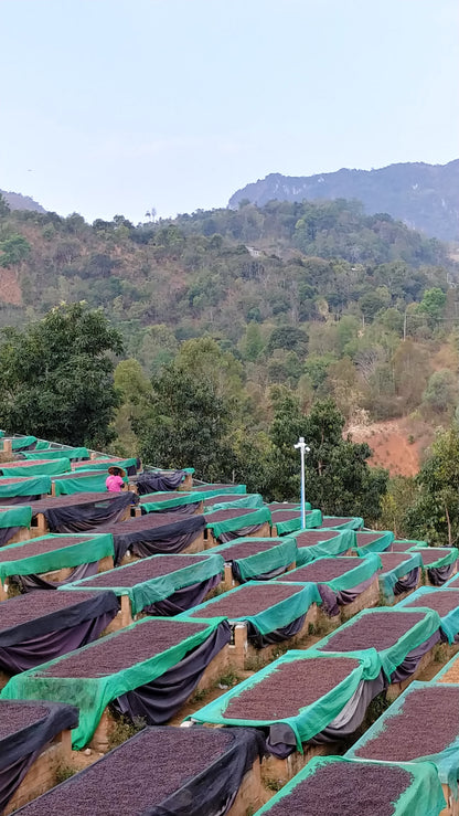 Myanmar - Behind The Leaf | Wa Lee Village - Anaerobic Honey - Archived