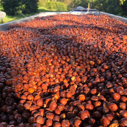 Panama - Altieri Chombi Geisha | Fermented Washed - 100g