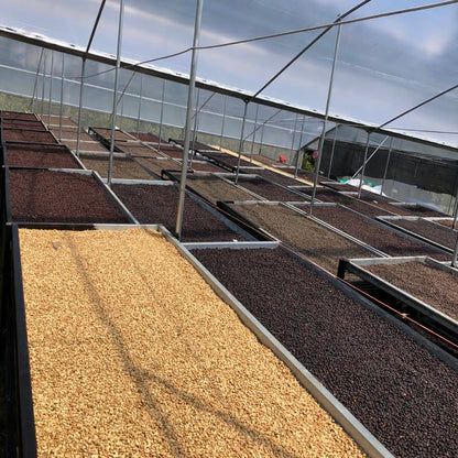 Panama - Altieri Chombi Geisha | Fermented Washed - 100g