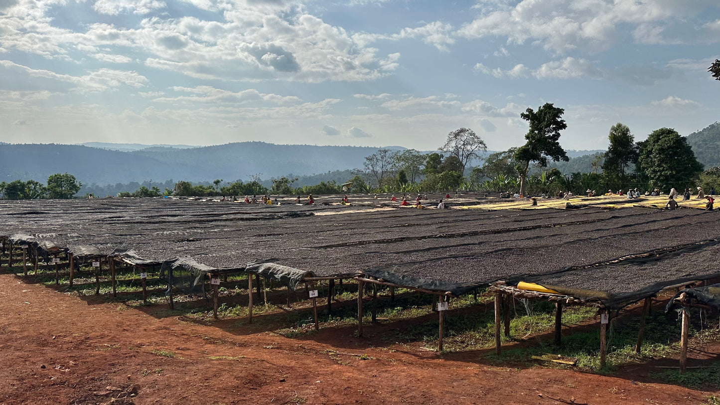 Ethiopia - Chelchele Site SuperNatural | Anaerobic Natural