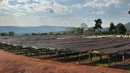Ethiopia - Chelchele Site SuperNatural | Anaerobic Natural