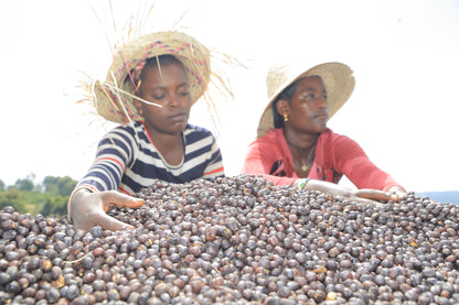 Ethiopia - Chelchele Site SuperNatural | Anaerobic Natural