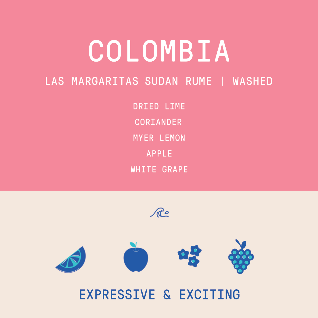 Colombia - Las Margaritas Sudan Rume | Washed 100g