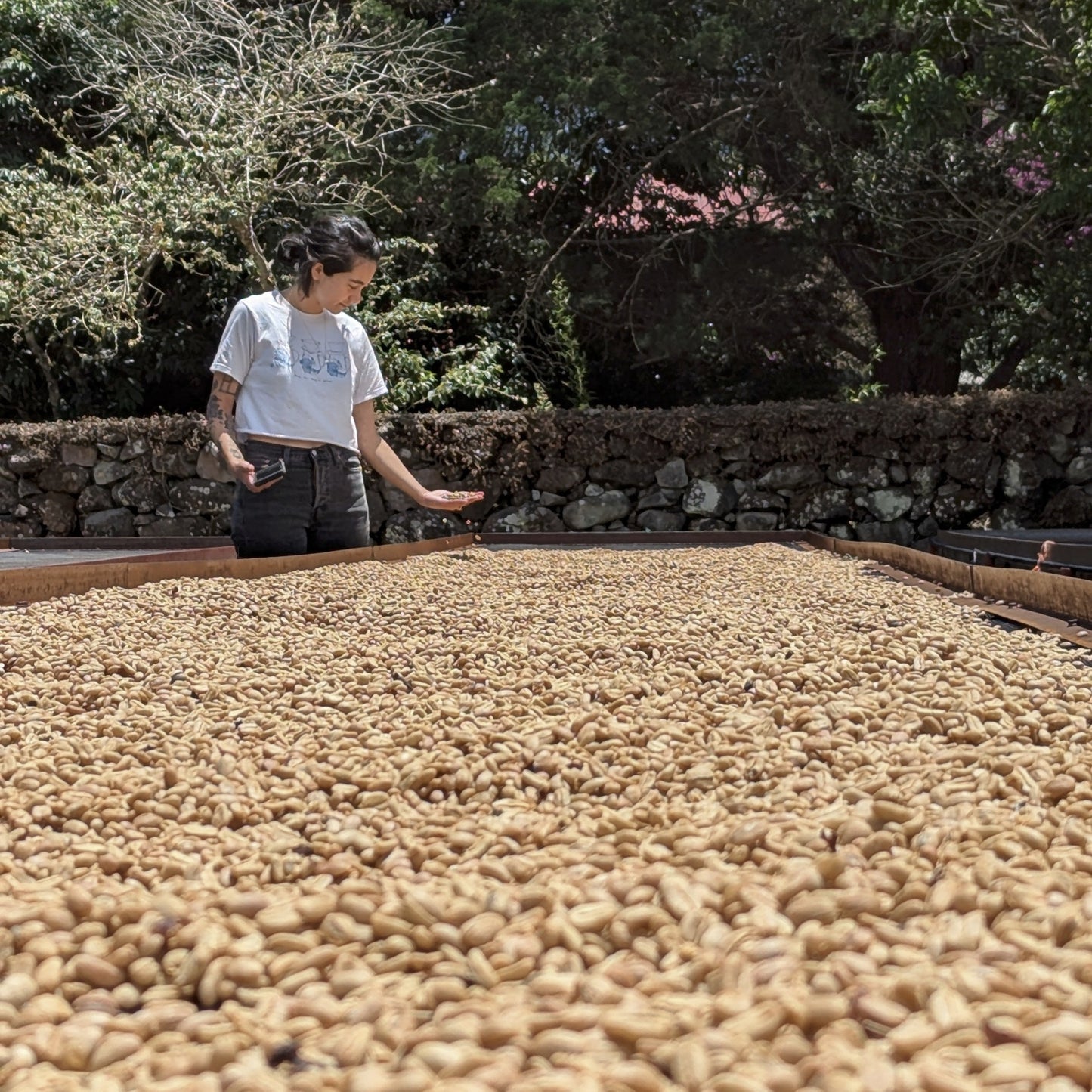 Panama - Carmen Estate Palomar Geisha Lot 3 | Natural - 100g