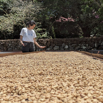 Panama - Carmen Estate Palomar Geisha Lot 3 | Natural - 100g