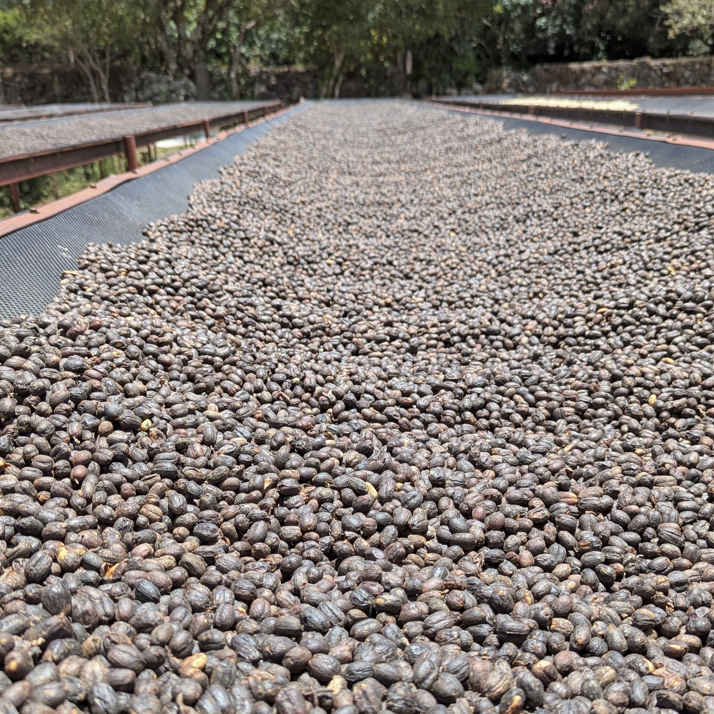 Panama - Carmen Estate Caturra Lot 4 | Natural