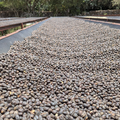 Panama - Carmen Estate Caturra Lot 4 | Natural