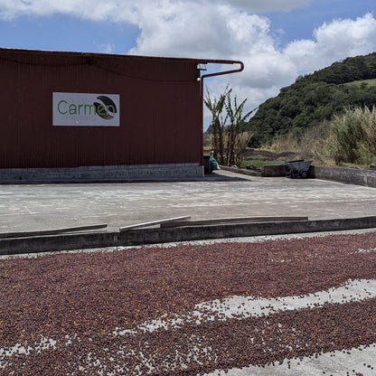 Panama - Carmen Estate Caturra Lot 4 | Natural