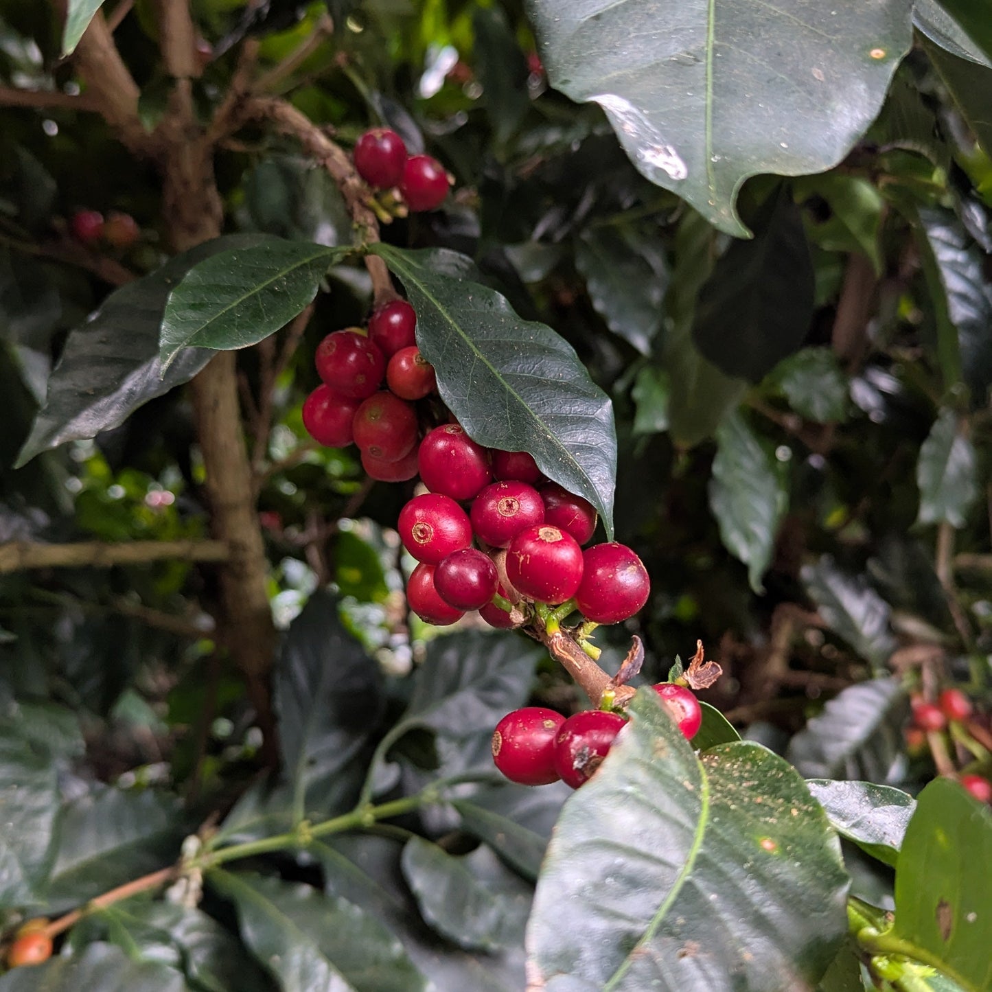 Cascara Dried Coffee Cherry - Peru