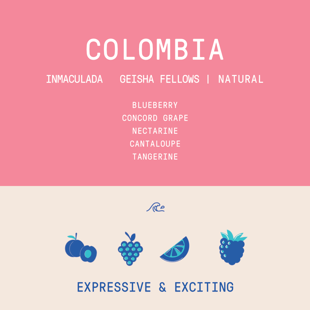 Colombia - Inmaculada Geisha Fellows | Natural