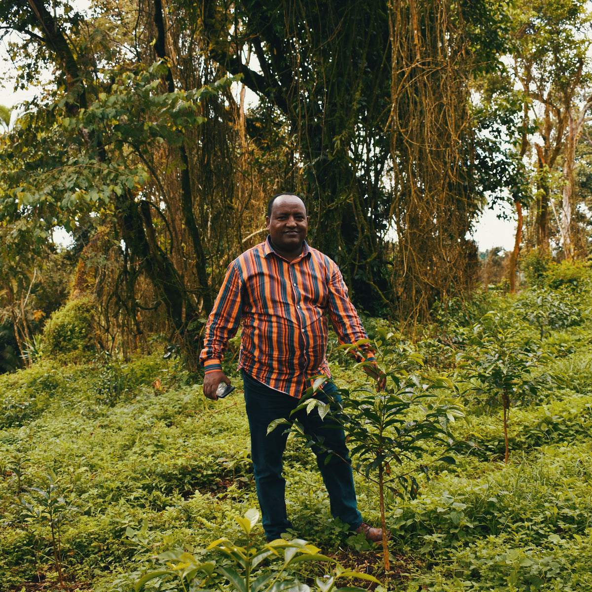 Ethiopia - Dinkalem Ademe Zema | Natural