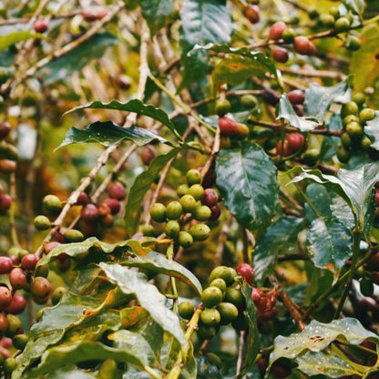 Ethiopia - Dinkalem Ademe Zema | Natural