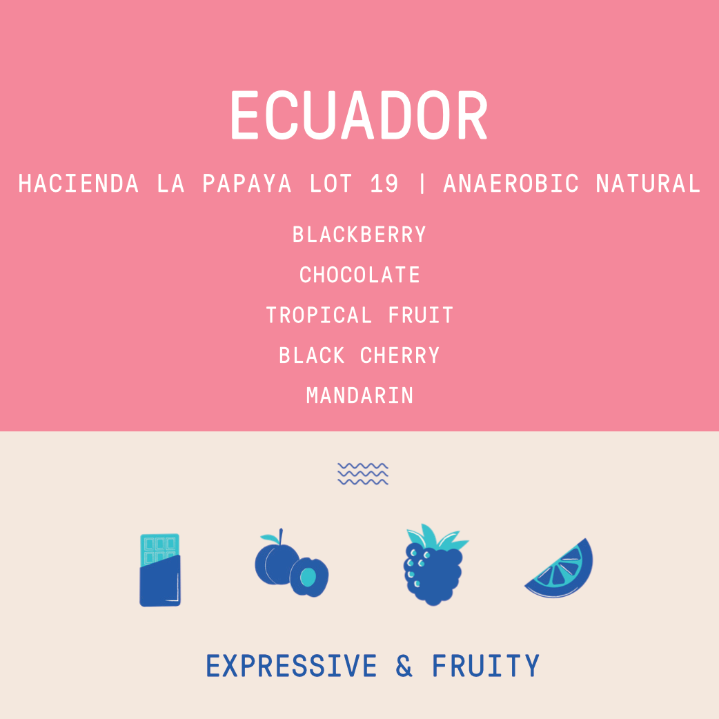 Ecuador - Hacienda La Papaya Typica Mejorado Lot 19 | 120hr Anaerobic Natural
