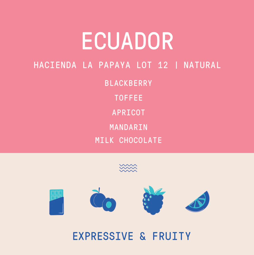 Ecuador - Hacienda La Papaya Typica Mejorado Lot 12 | Natural