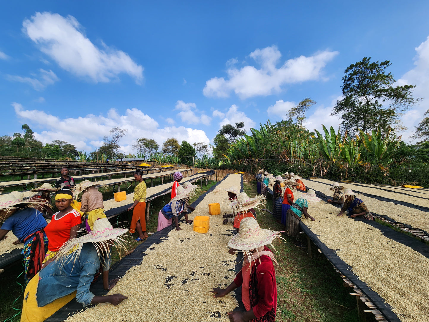 Ethiopia - Banko Taratu Site | Washed