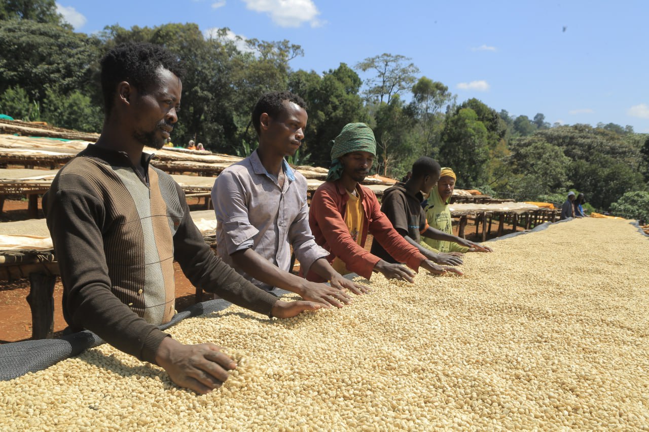 Ethiopia - Banko Taratu Site | Washed
