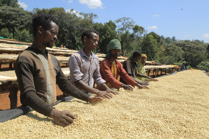 Ethiopia - Banko Taratu Site | Washed