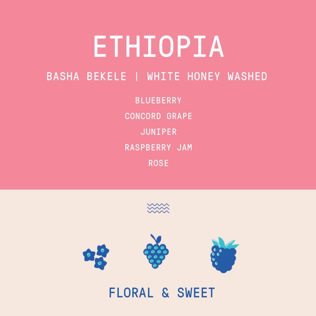 Ethiopia - Basha Bekele | White Honey Washed