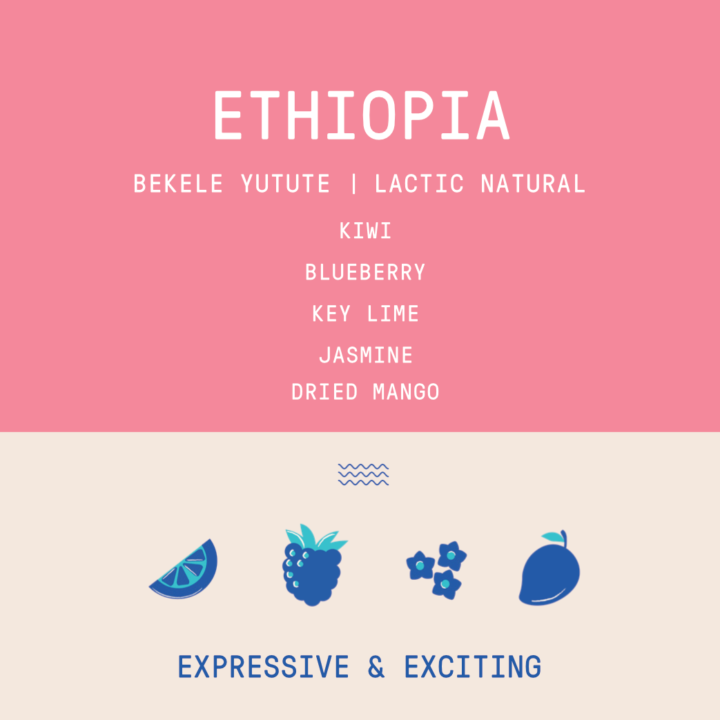 Ethiopia - Bekele Yutute | Lactic Natural