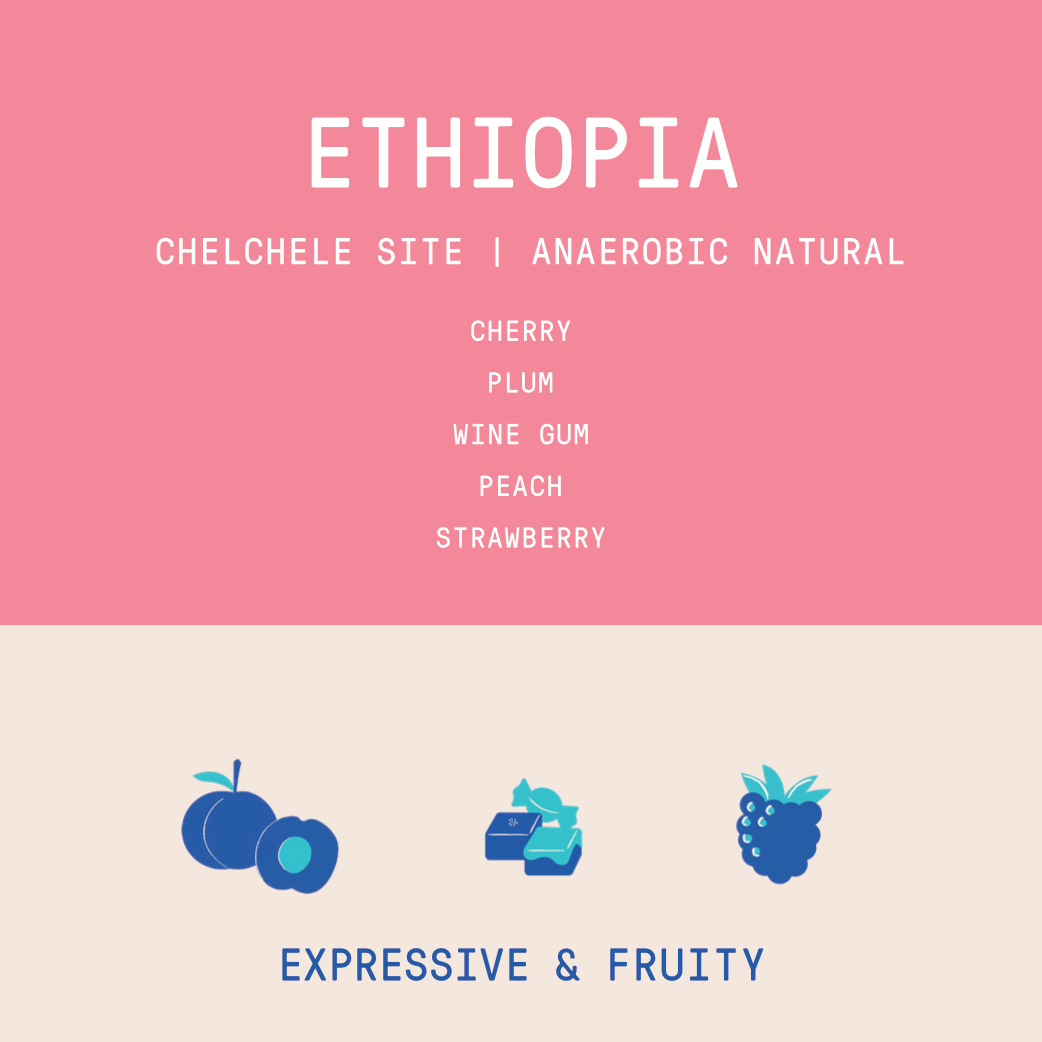 Ethiopia - Chelchele Site SuperNatural | Anaerobic Natural