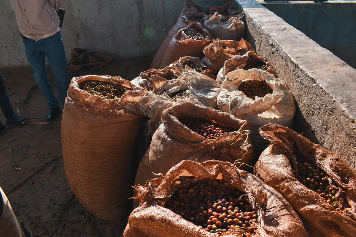 Ethiopia Demeka Becha Bona Zuria Ayele Tulu bags of coffee with cherry still on