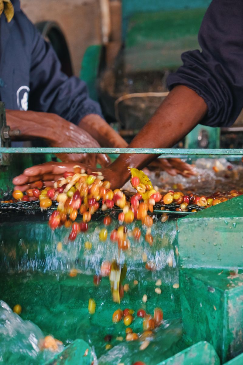 Ethiopia Demeka Becha Bona Zuria Ayele Tulu coffee being washed