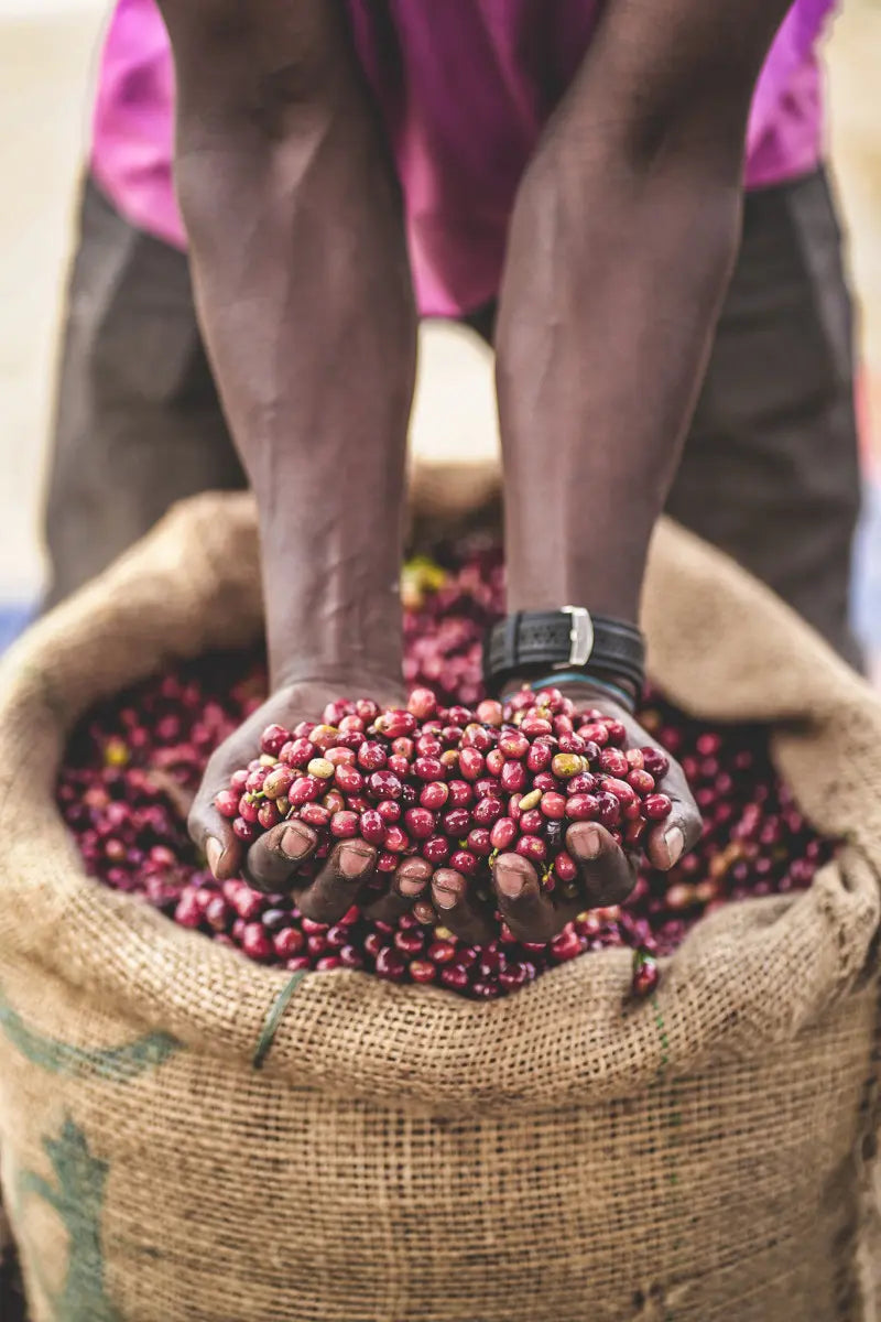 Hands holding coffee cherries