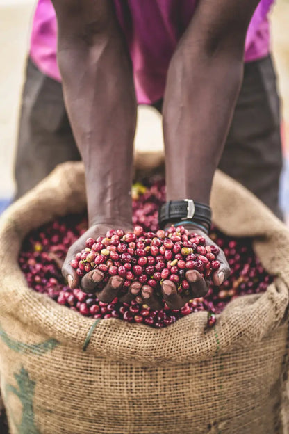 Hands holding coffee cherries