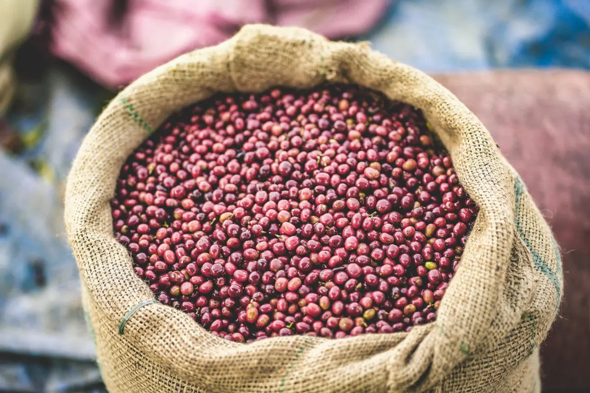 A burlap bag of coffee cherries