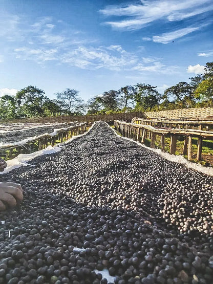 Coffee drying in the sun