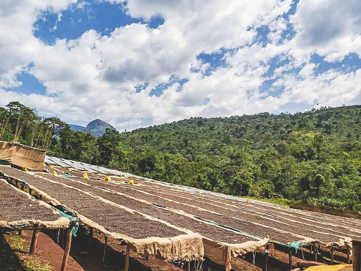 Coffee drying in the sun