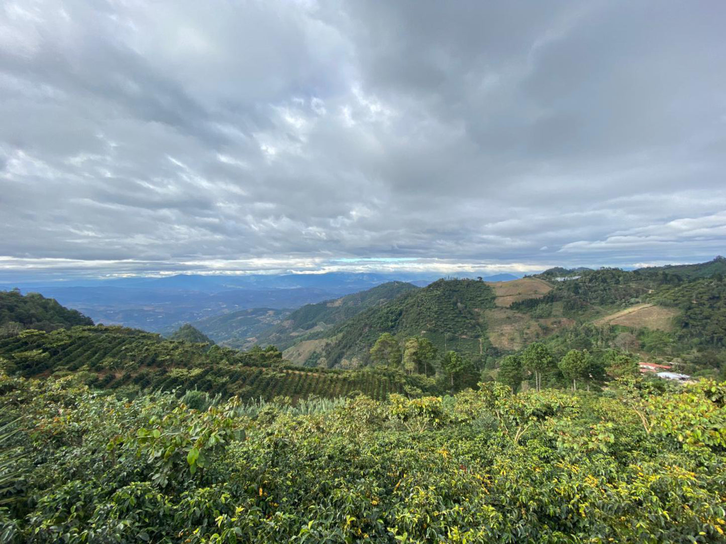 Guatemala - Farms of Sierra de las Minas | Washed