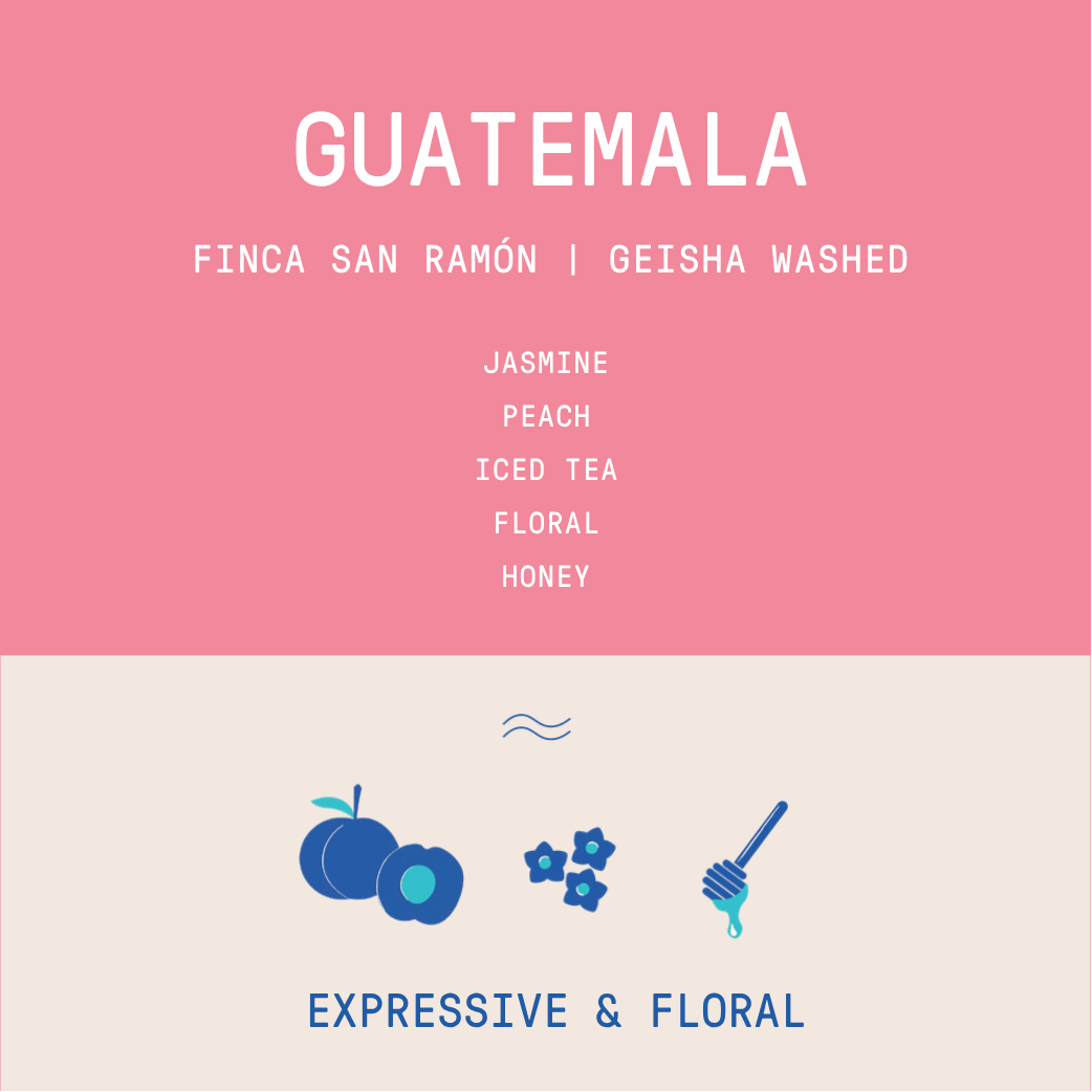 Guatemala - San Ramon Geisha | Washed - 100g