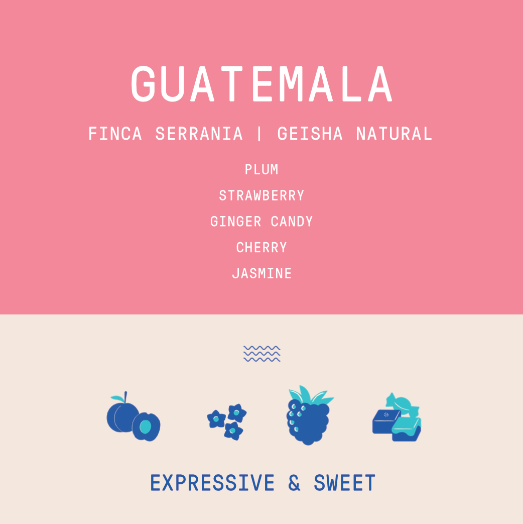 Guatemala - La Serrania Geisha | Natural