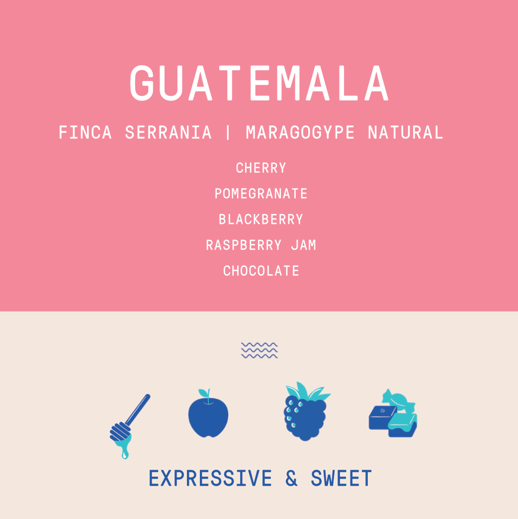 Guatemala - La Serrania Maragogype | Natural