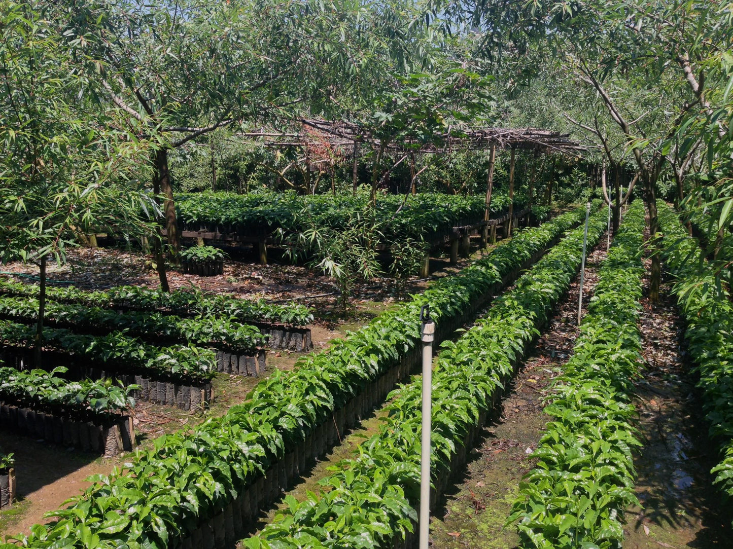 Guatemala - Huixoc Huehuetenango | Washed - Archived