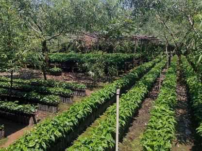 Guatemala - Huixoc Huehuetenango | Washed - Archived