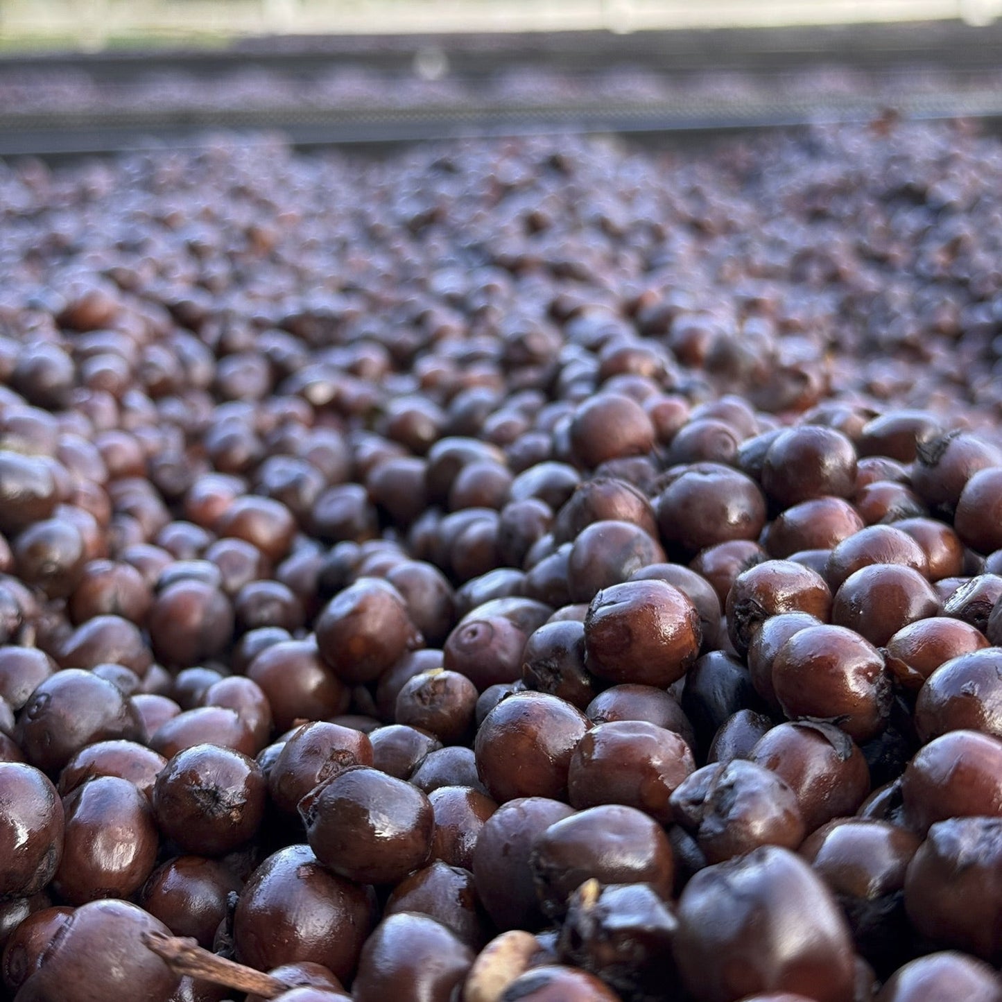 Costa Rica - Finca VOO Red Catuai | Natural