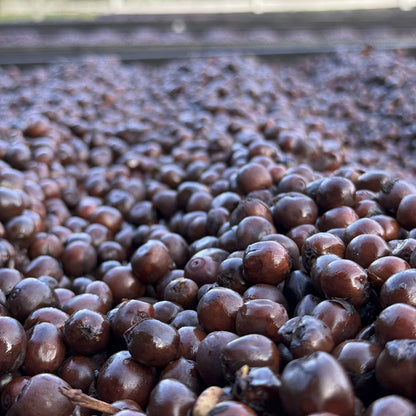 Costa Rica - Finca VOO Red Catuai | Natural