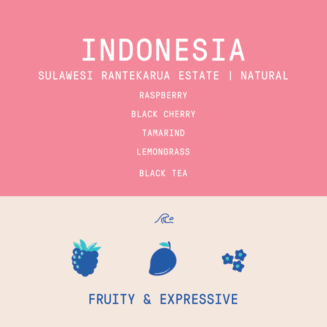 Indonesia - Sulawesi Sulotco Jaya Abadi Rantekarua Estate | Natural