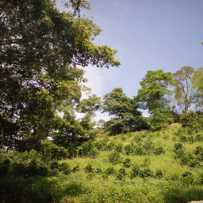 Colombia - Finca Milán | "Logan" Culturing Co-Fermented Washed