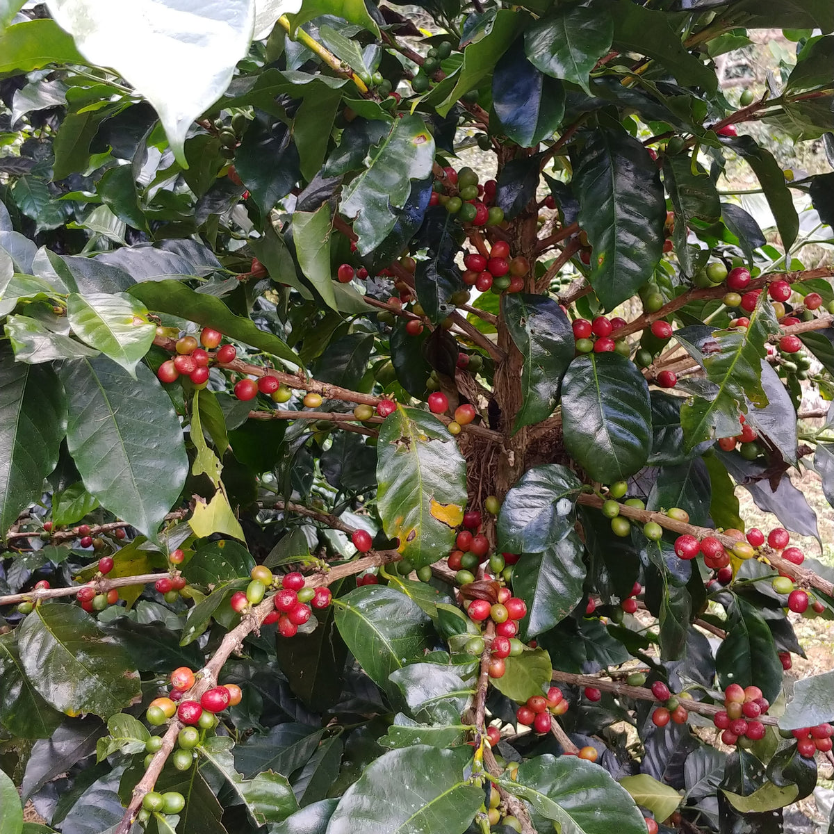 Coffee growing on a tree at Karen Farm