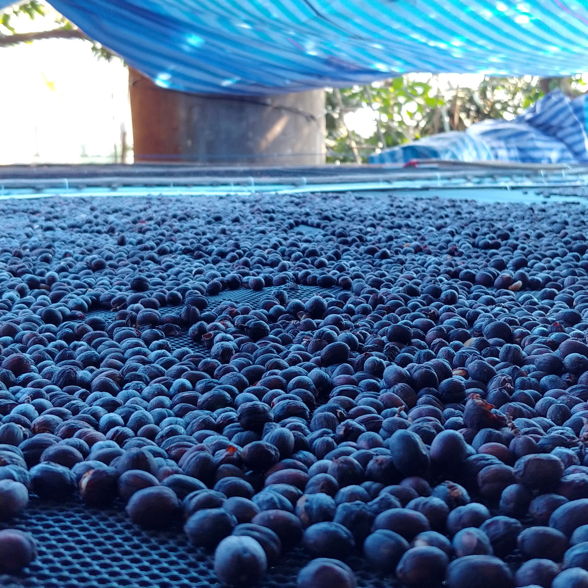 Coffee drying on beds at Karen Farm